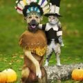 Thankksgiving Invite pic